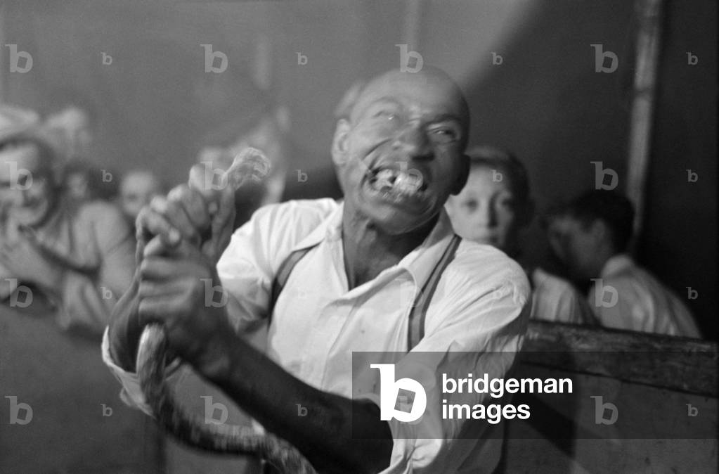 Geek biting off the head of a snake at a sideshow, Louisiana State Fair, 1938