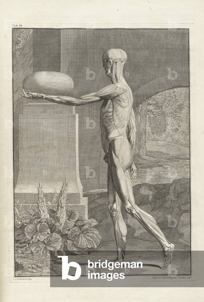 Musculature plate from 18th century anatomy treatise by Bernhard Albinus, with engravings by Jan Wandelaar (1690-1759). The elaborate background of architectural and botanical elements distinguished the 1747 book