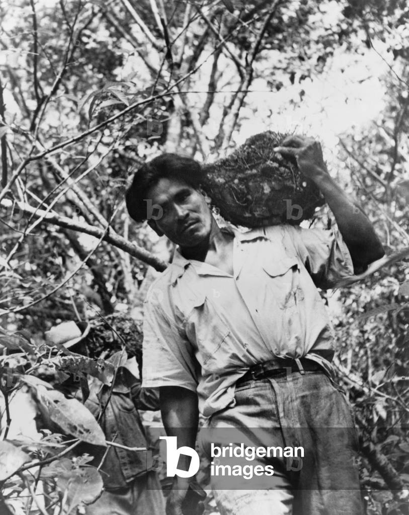 Mexican laborer carrying wild yams, cabezo de negro, in 1951, in a tropical rain forest. The plant is a natural source of therapeutic hormones traditionally used for women's reproductive health
