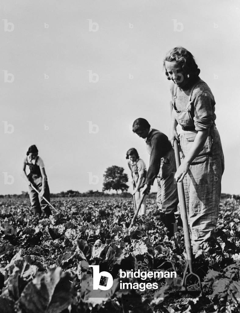 British women working on the sugar beet crops that, produced a large part of the sugar ration. During World War 2 Britain's farms were organized into field areas, and worked by 50,000 farmers. March 1943
