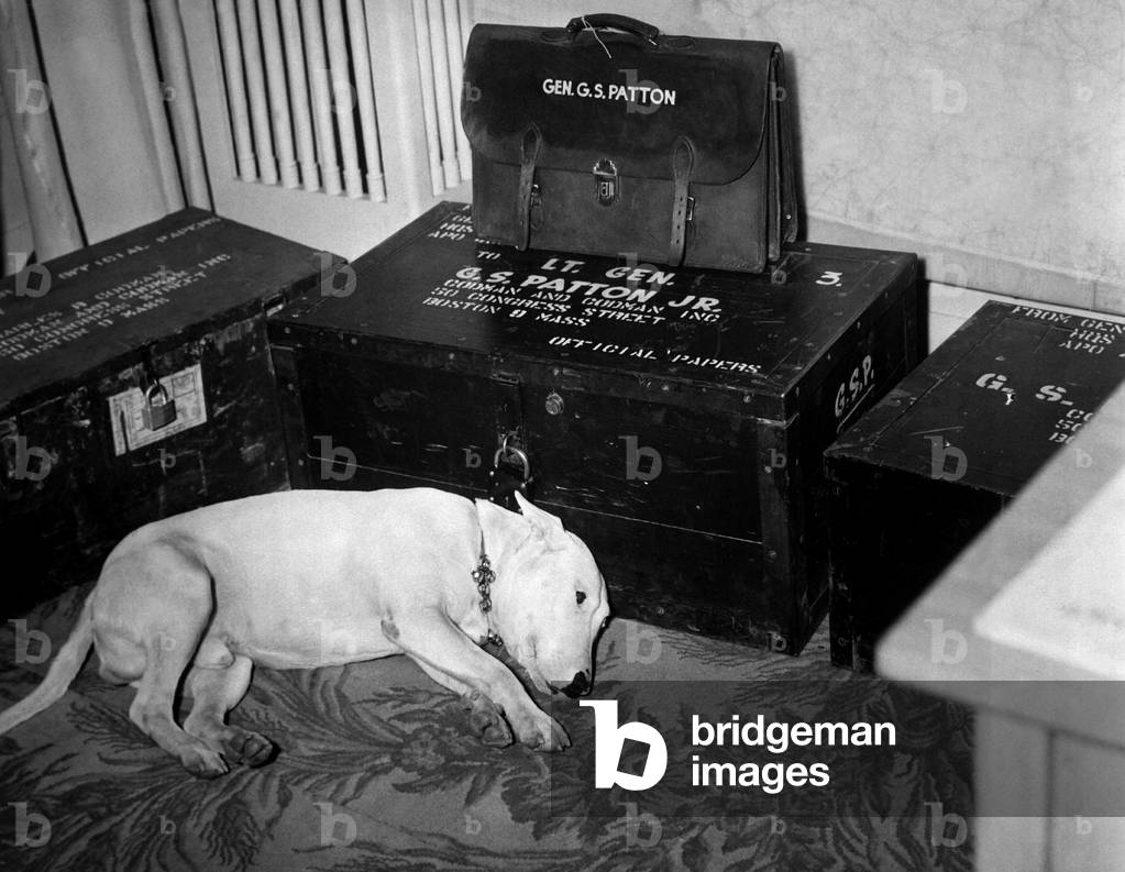 General Georg Patton's pet bull terrier 'Willie', lying beside his dead master's trunks. Patton was fatally injured in an auto accident on Dec. 8, 1945 and died on Dec. 21, 1945
