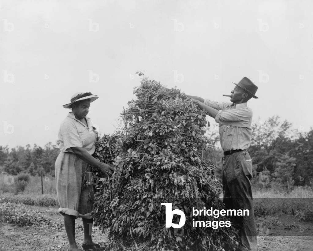 African American couple shaking and stacking peanuts in Sumter County, Georgia. They volunteered in the 'peanut shaking holiday' working to save the wartime oil crop. c. 1943. World War 2