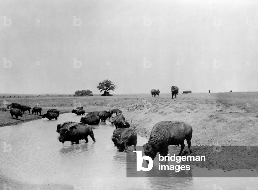 Buffalo at water. A herd of bison at a lake in Yellowstone National Park. c1905