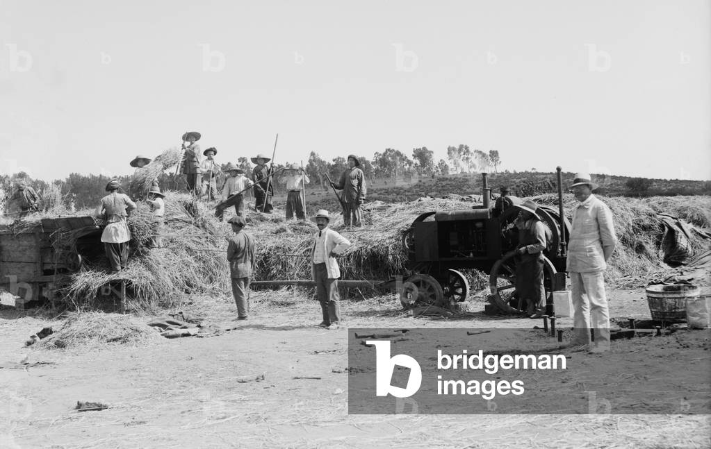 Harvesting grain on a Jewish communal agricultural settlement, a kibbutz, in Palestine. c. 1900-1929