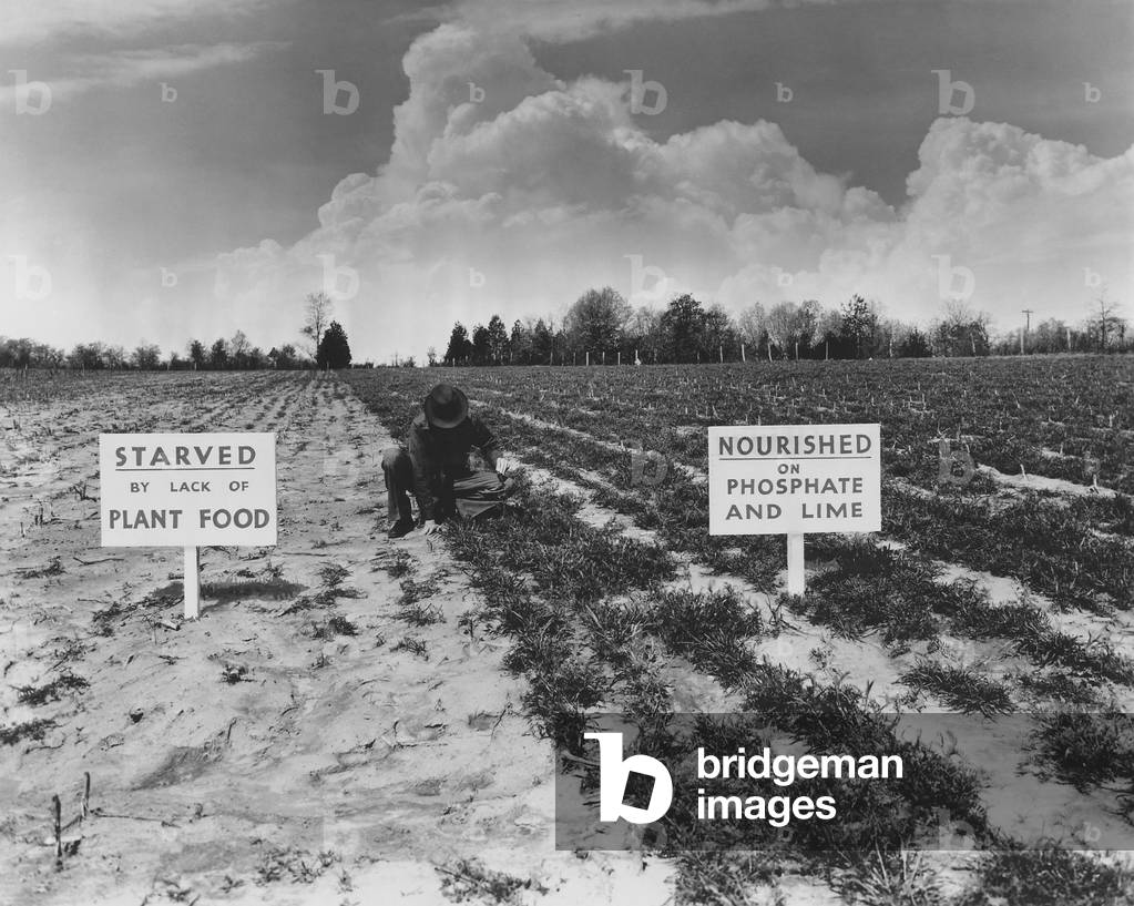 1930 New Deal programs promoted chemical fertilizers for their efficiency and effectiveness. This Tennessee Valley Authority photo compares a barren field with the lush growth resulting from fertilization with phosphate and lime
