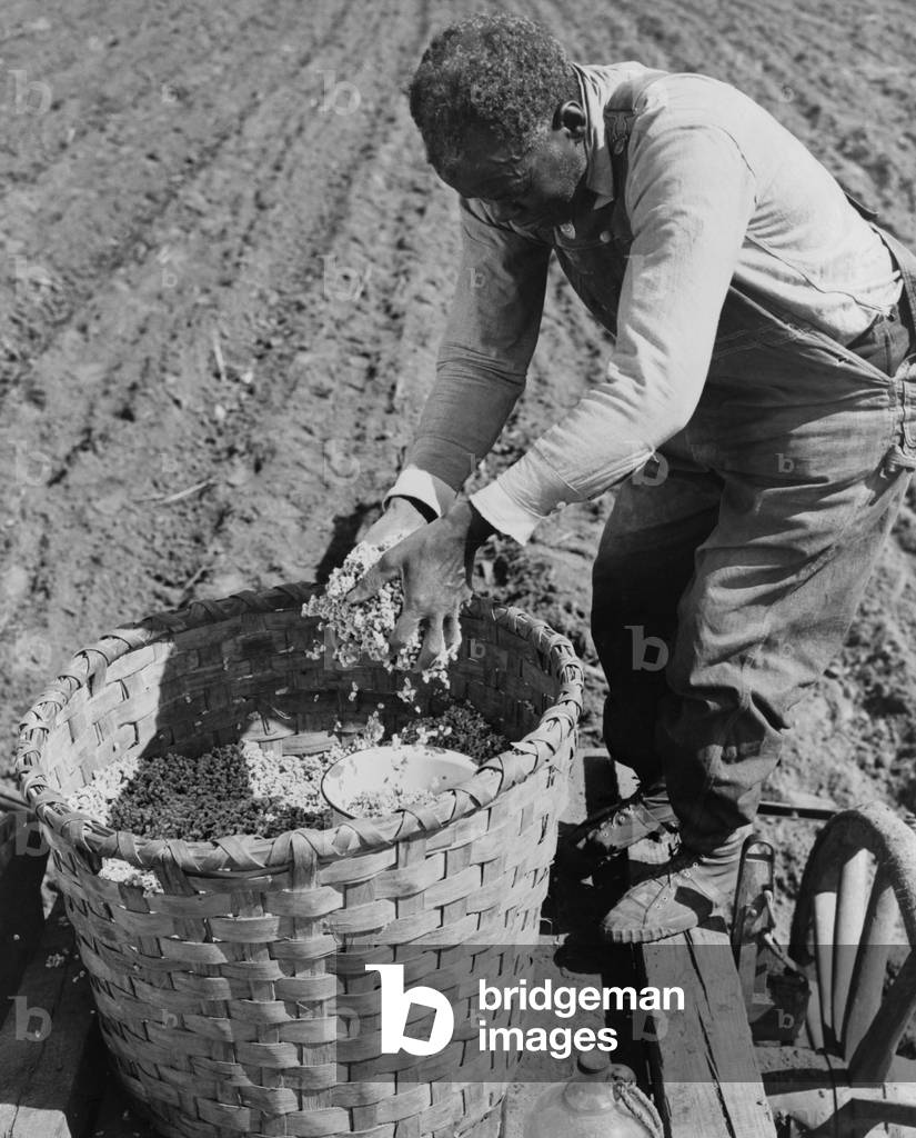 African American farmer planting cotton in a plowed field in Butler County, Alabama. April 1941