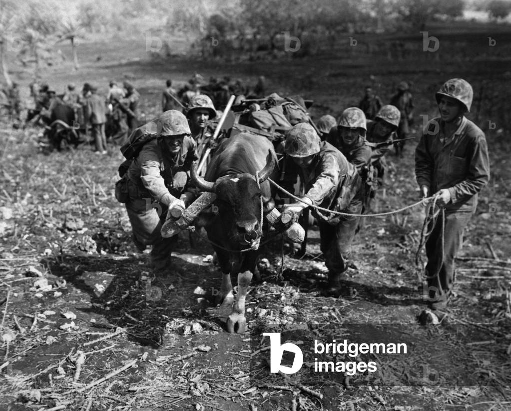 Marines use ox carts to transport supplies to the front lines on Saipan. They are part of Operation Forager, which took the Mariana Islands from the Japanese to establish air bases for long range bombers. c. June 1944