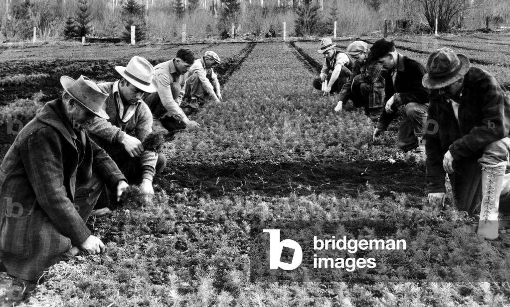 The reforestation army at work at the Wind River, Washington nursery, pulling up 2 year old Douglas fir trees to be shipped to various locations for transplanting. April 1933