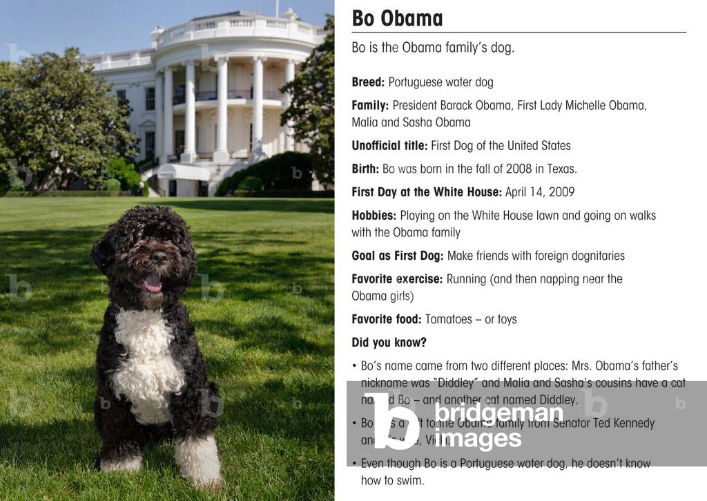 Combined front and back view of the 'Bo' baseball card with his official White House Portrait.,