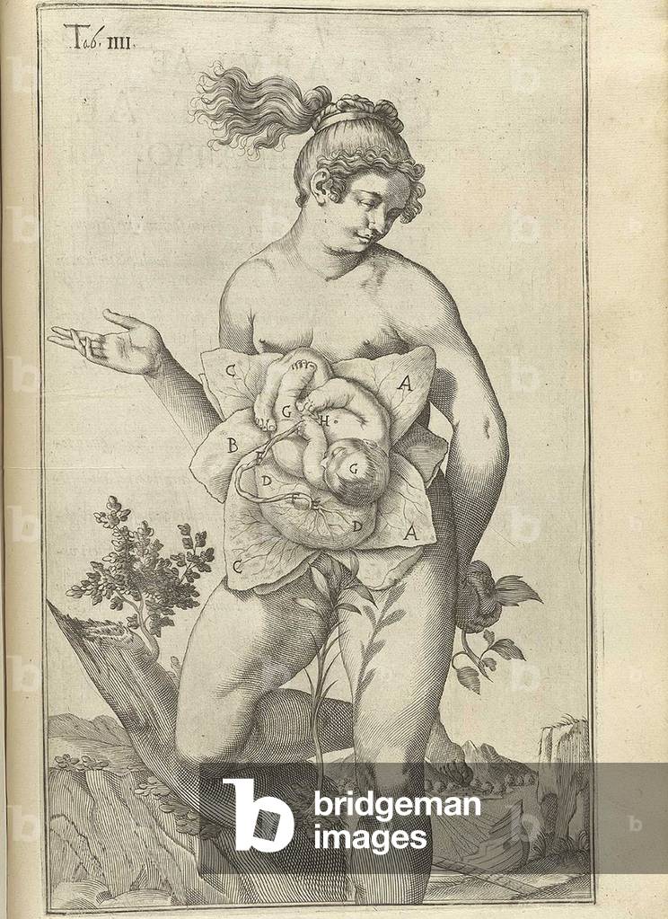Development of the fetus. Female figure with womb exposed displaying a fetus from Adriaan van de Spiegel's, DE FORMATO FOETU LIBER EXORNATUS, 1626. Engraving by Francesco Valesio (b. c. 1560), after drawing by Odoardo Fialetti (1573-1638)