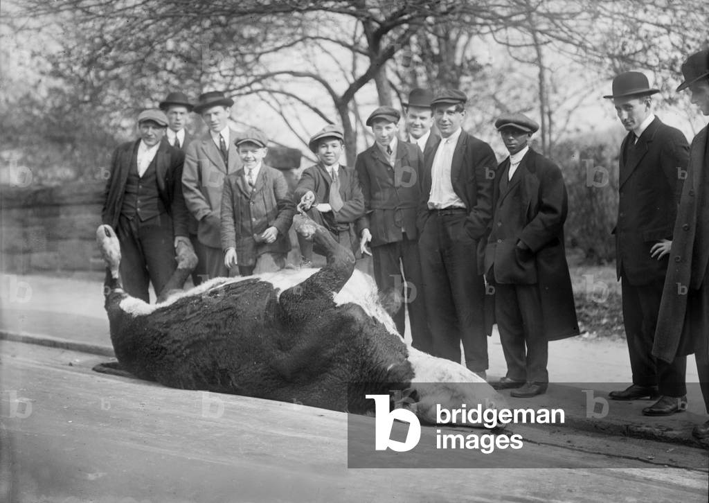 New York City, shooting a bull, Central Park, c.1910s