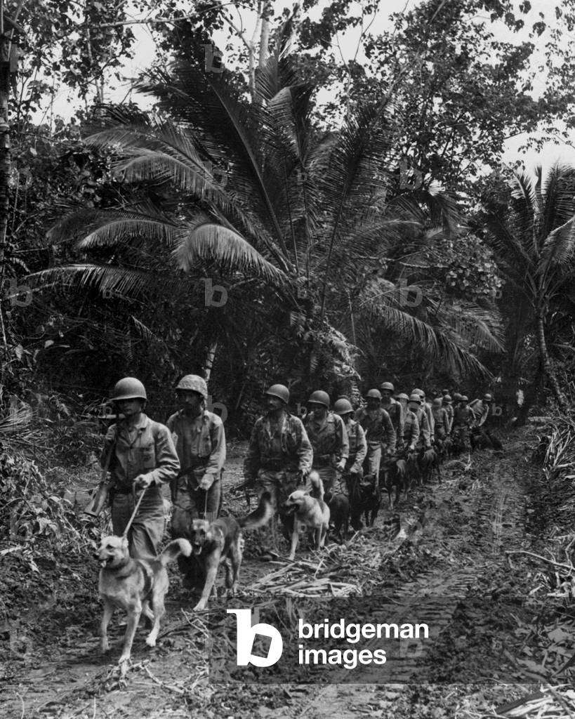 U.S. Marine 'Raiders' and their dogs, heading for the front lines on Bougainville. The dogs were used for scouting and running messages during operations against the Japanese. Nov-Dec. 1943