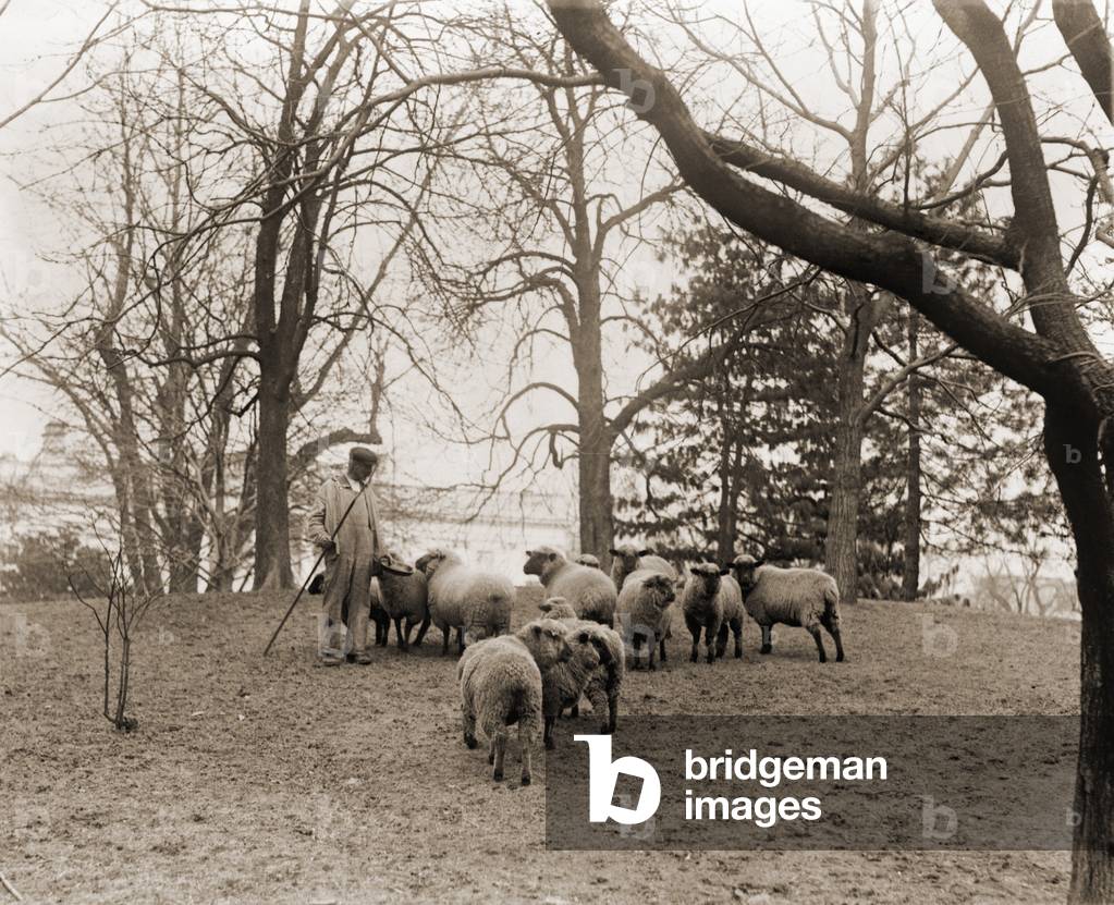 Shepherd with the White House sheep that kept the lawn trimmed and produced wool fleece for the Home front effort during World War 1
