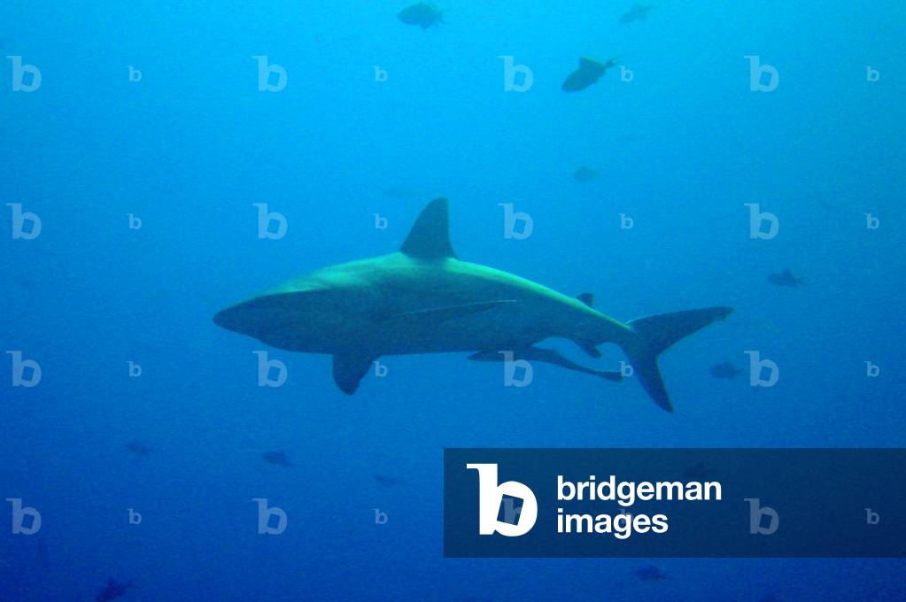 Large shark with remora swimming below. near Palau