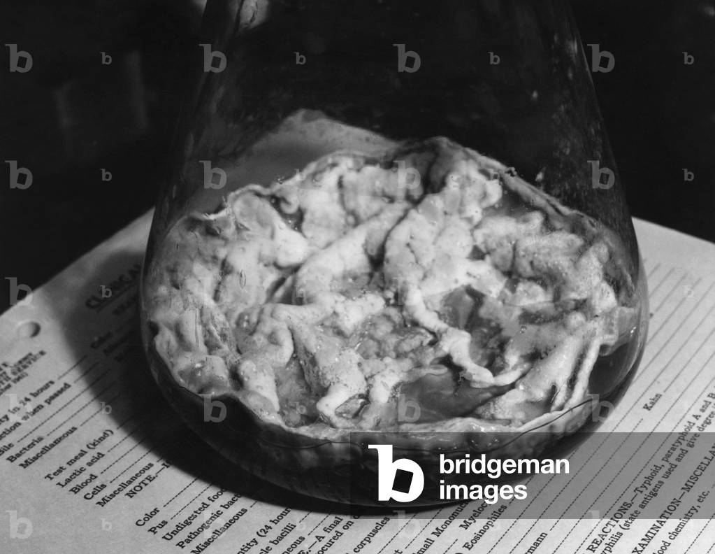 Closeup of Penicillin mold in the bottom of a flask, c.1943