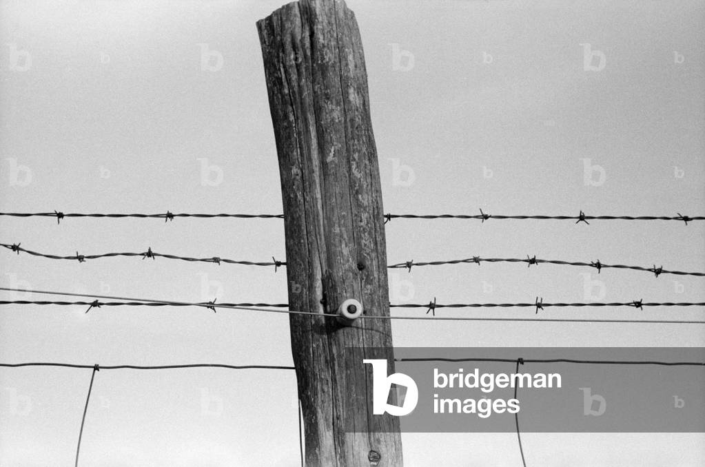 Electrified barbed wire fence. As the New Deal's Rural electrification program connected farmers, they powered up their fences. Note the white insulator and smooth wire on this Virginia fence