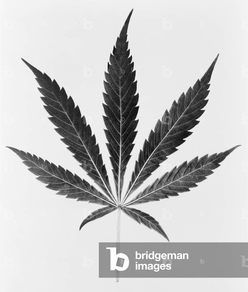 Federal Bureau of Narcotics illustration of a Marijuana leaf. c. 1950