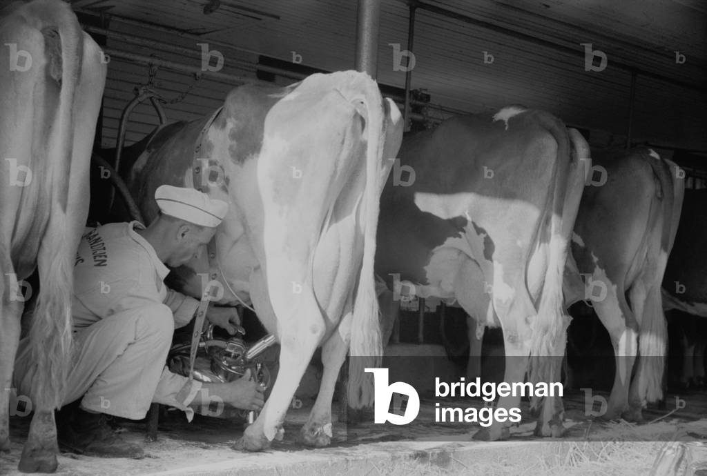 Farmer using a powered milking machine, Minnesota, Sept. 1939. His uniform indicates he is an employee of a dairy business, not an independent farmer