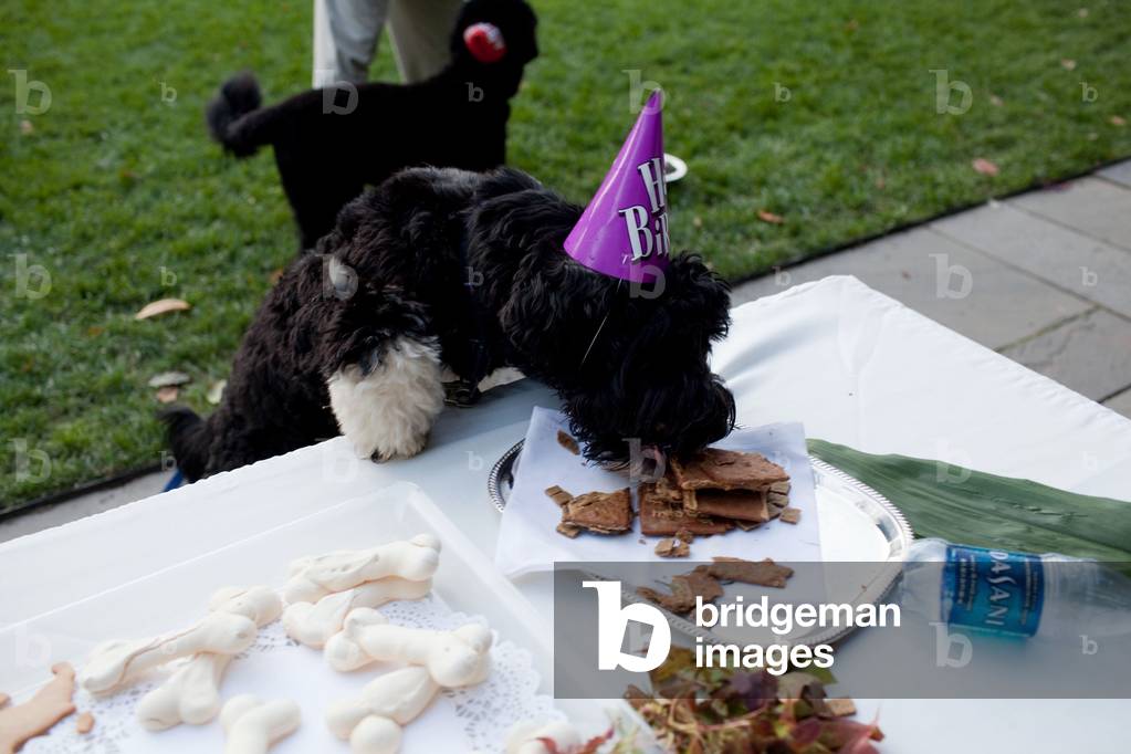 At a birthday celebration for the Bo First Family's dog his brother Cappy adopted by Sen. Edward and Vicki Kennedy sneaks a treat from a table in the Rose Garden of the White House Oct. 9 2009.,