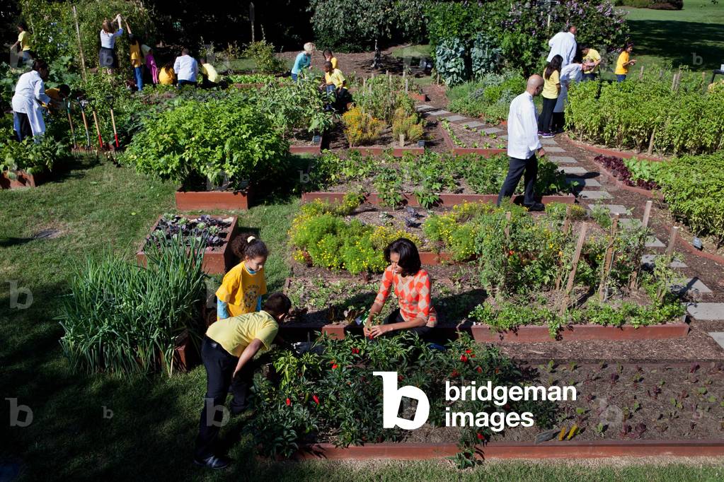 Fall Harvest of the White House Kitchen Garden. Michelle Obama, White House chefs and children from Bancroft and Tubman Elementary Schools pick vegetables on the South Lawn, Oct. 5, 2011