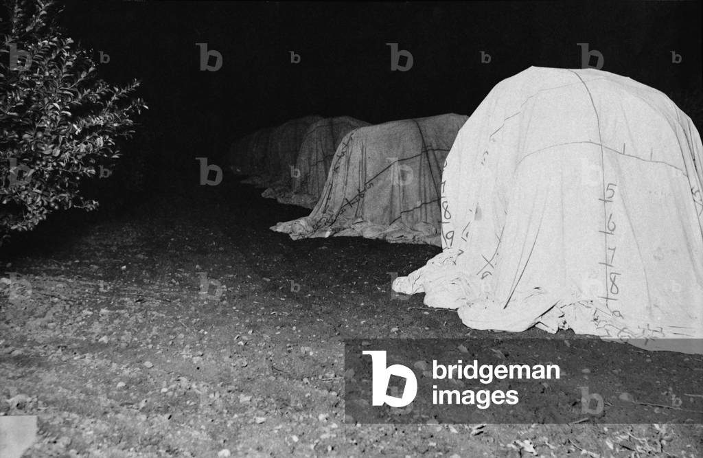California, California Citrus Heritage Recording Project, tenting of citrus trees at night, Riverside County, c.1930s