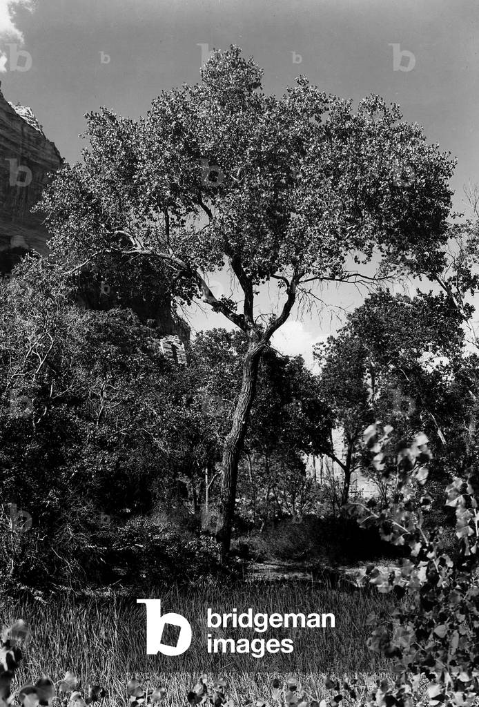 Cottonwood Treem Zion Canyon, Utah. 1929