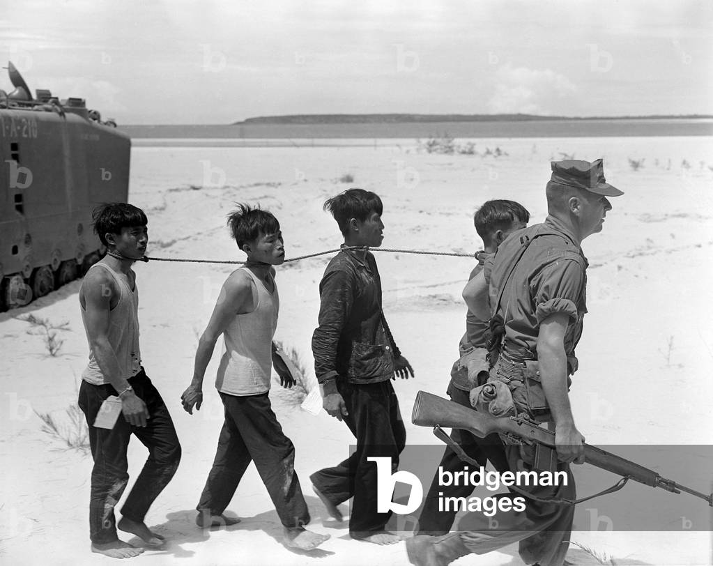 Guerre Du Vietnam: POWS tied together by the neck. Viet Cong prisoners led away for evacuation. The four were veteran fighters with old bullet wounds. July 25, 1965. 