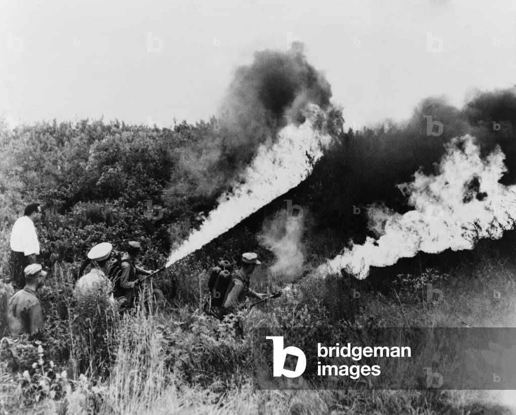 U.S. Marines under the police direction turn flame throwers on a field of marijuana plants in Chicago. August 15 1958
