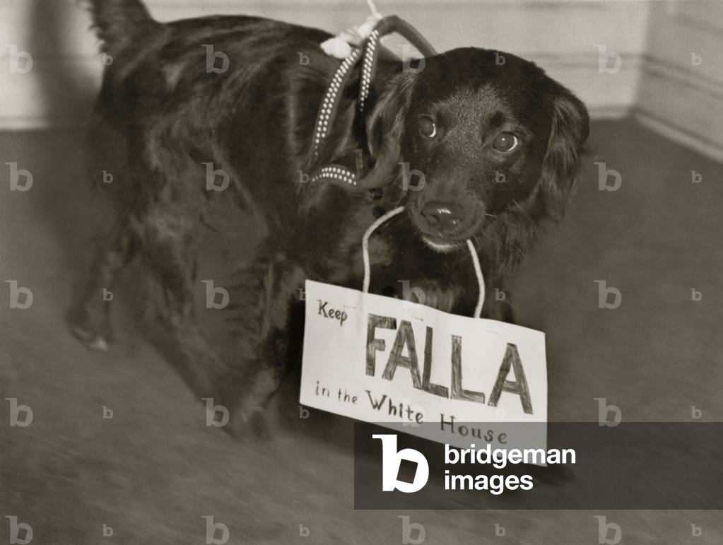 Franklin Roosevelt's 1944 campaign enlisted dogs to do their part. A canine supporter carries a sign, 'Keep Falla in the White House.'