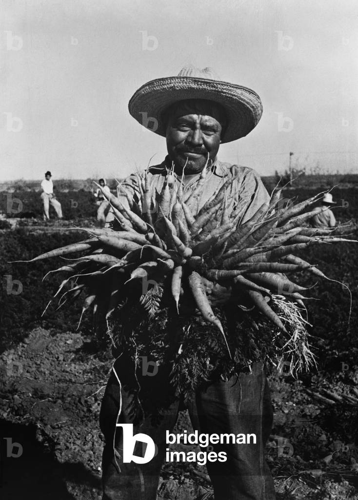 Mexican-American carrot puller in Edinburg, Texas. February 1939 photograph by Russell Lee