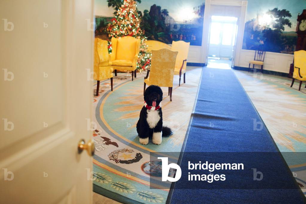 Bo the Obama family dog wearing a red and White Hawaiian lei sits in the Diplomatic Reception Room of the White House Dec. 3 2009.,