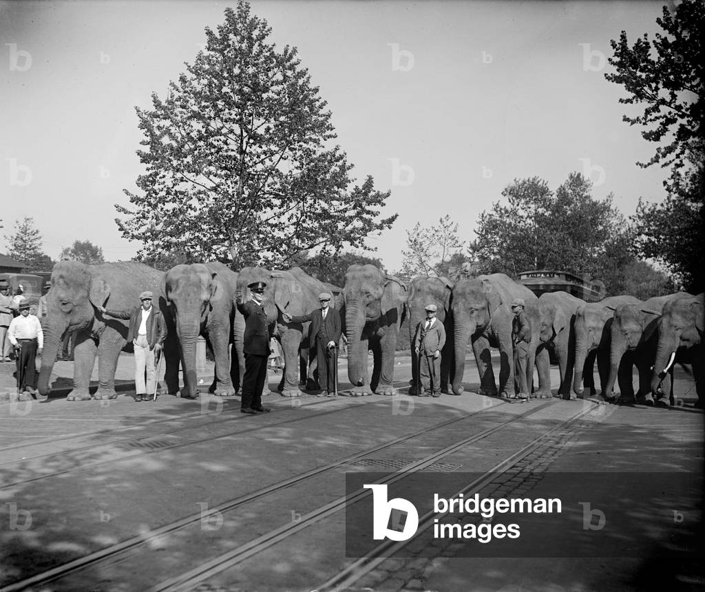 Elephants lines up, June 9, 1929