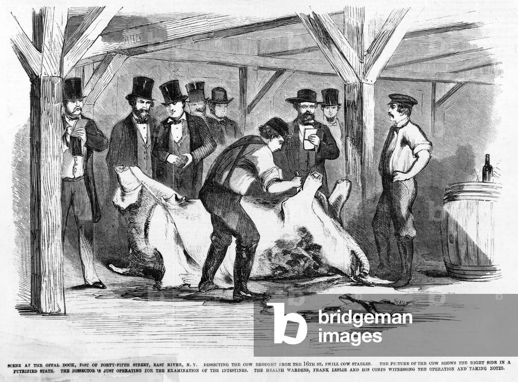 Our exposure of the swill milk trade- scene at the Offal Dock. Dissecting the cow, the right side in a putrified state, before the City health wardens and Frank Leslie. Forty-Fifth Street on the East River, N.Y. City. Woodcut, May 23, 1858