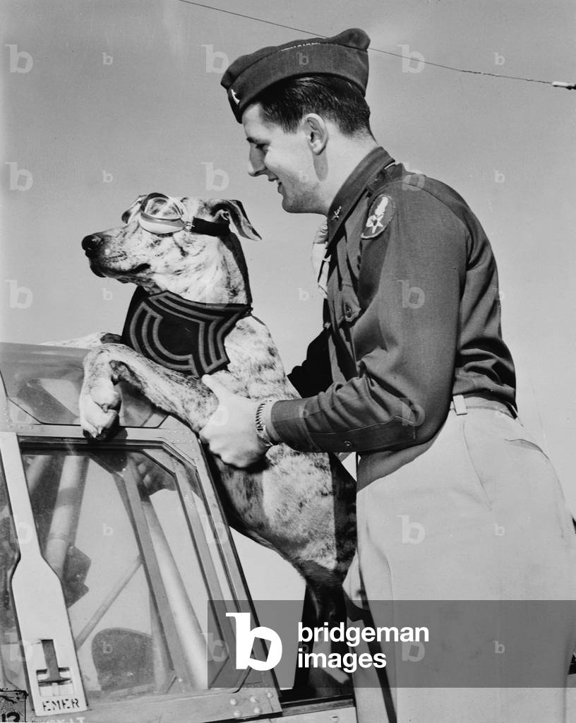World War II, Tiger, a six-month old, 125 pound great dane earned his Sergeant's stripes by rousing a whole barracks of men at the Enid, Oklahoma flying school each morning, his master, Lieutenant Robert E. Davidson lifts him into a plane, c.1942