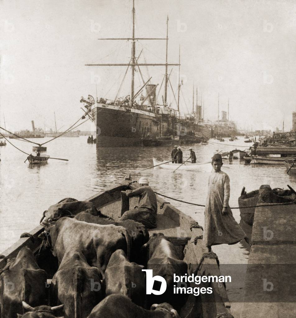 Cattle in a small boat destined to provide beef for the ocean liners anchored in the Suez Canal Port Said. 1900. LC-USZ62-103021