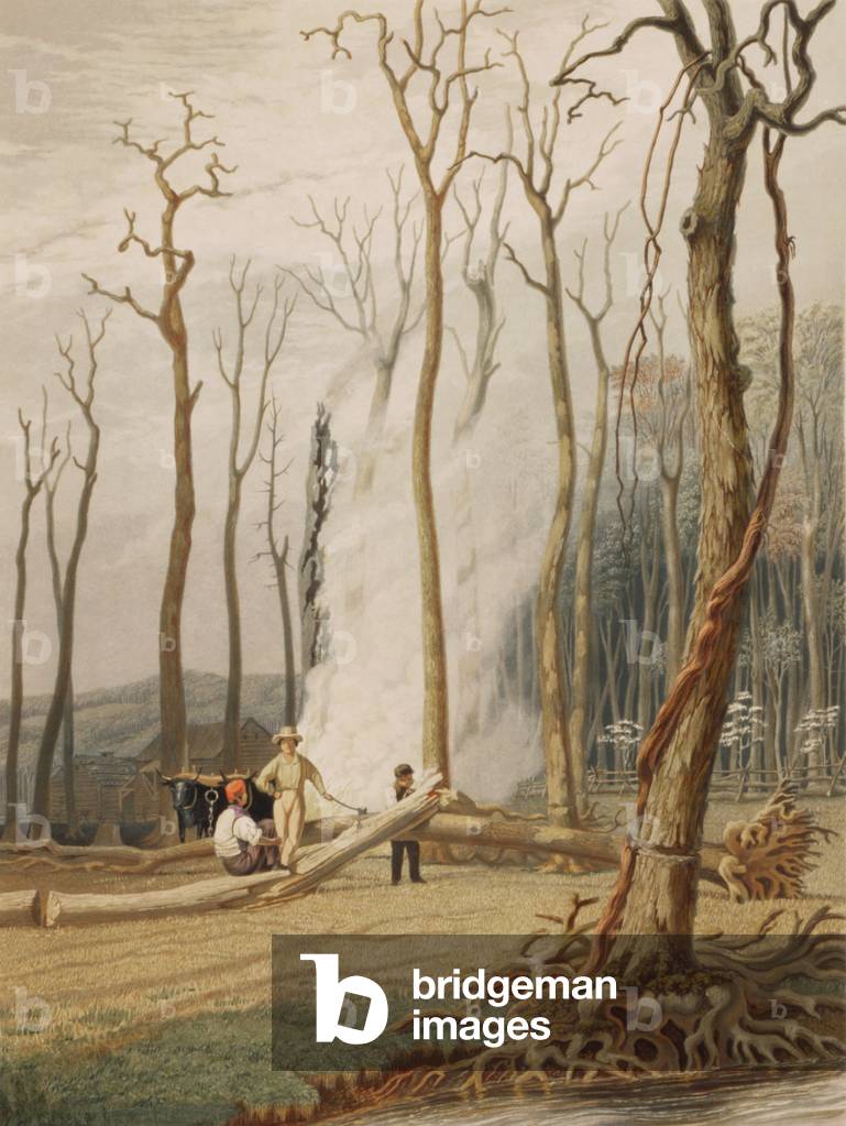 Men cutting and burning 'girdled' tree to clear land on the American frontier in 1841. Girdling, cutting through the bark starves the tree which dies after a few years, when it is removed