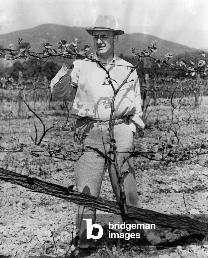 Henry Morgenthau Jr., (Secretary of the Treasury) at his vinyard in Wiccopee, New York, May 17, 2944