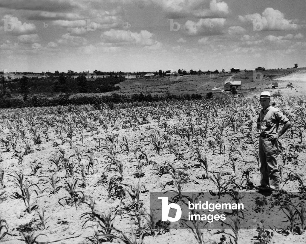 FDR Presidency. Superintendent of Warm Springs Plantation Otis Moore, in stunted field of corn, Warm Springs, Georgia, c.mid 1930s