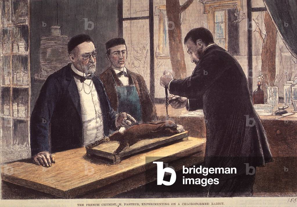 Louis Pasteur (1822-1895), French chemist and microbiologist, experimenting on a chloroformed rabbit during his search for a cure for rabies. 1885