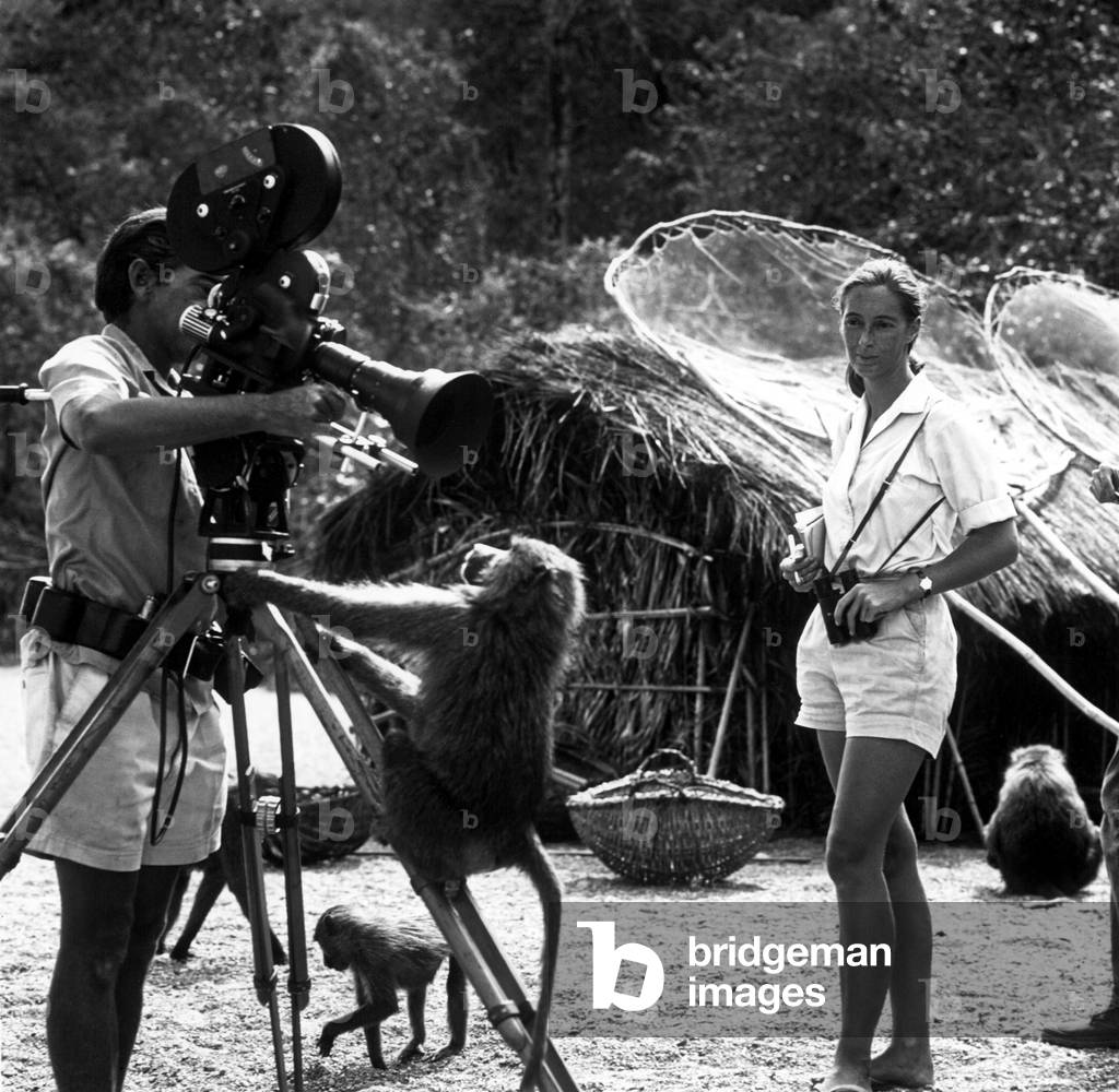 JANE GOODALL, animal behaviorist, looks on while her husband, Baron Hugo van Lawick, shoots a close-up of a playful primate.UNDATED