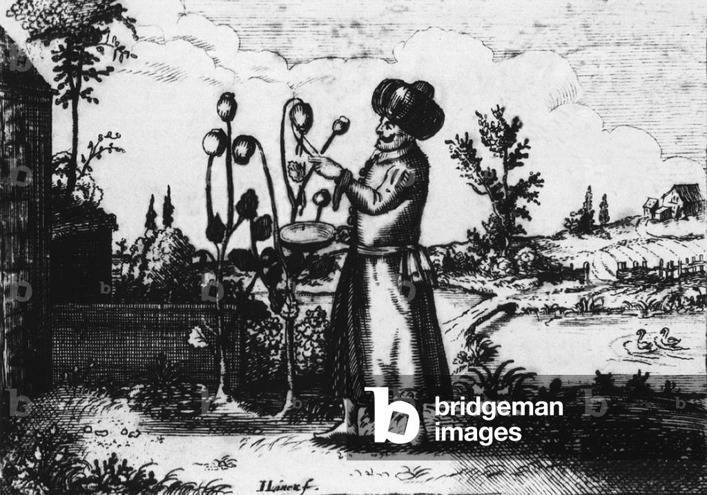 A man in Turkish dress slashes an opium poppy bud to extract the sap from the seed capsule. Opium was introduced to Europe from Asia in the 16th century, and used as a painkiller. European engraving from the title page of OPIOLOGIA, A TREATISE CONCERNING THE NATURE, PROPERTIES, TRUE PREPARATION AND SAFE USE AND ADMINISTRATION OF OPIUM. 17th century