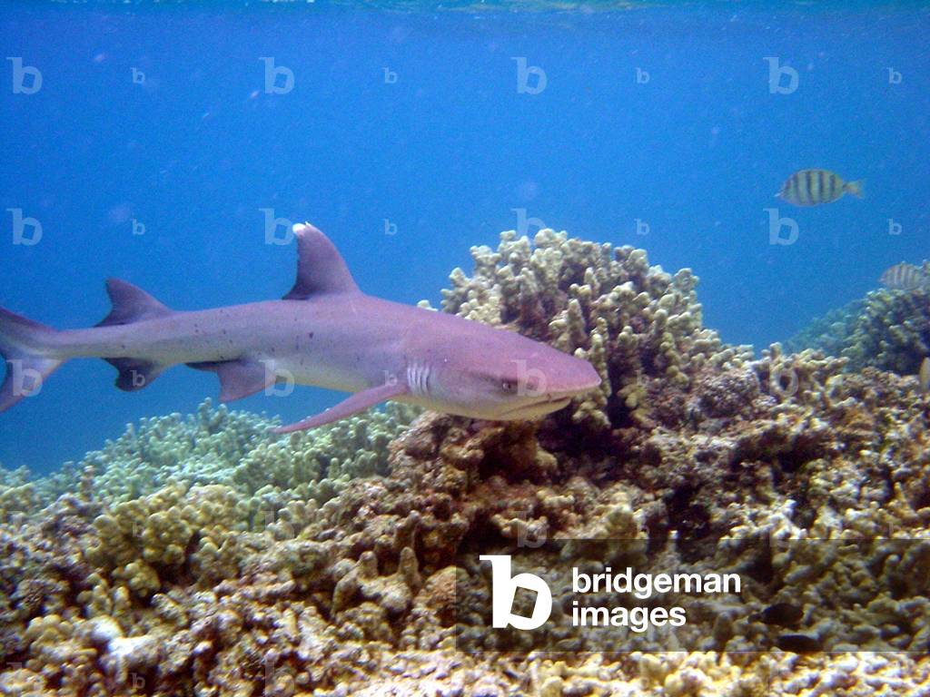 Large shark with remora swimming below. near Palau.: Large shark with remora swimming below. near Palau.