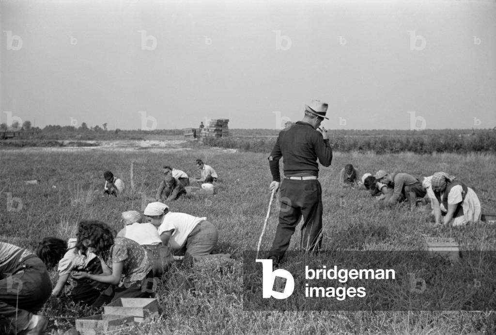 Padrone supervising work of Italian-American cranberry pickers including many children kept out of school. Burlington County New Jersey Oct. 1938