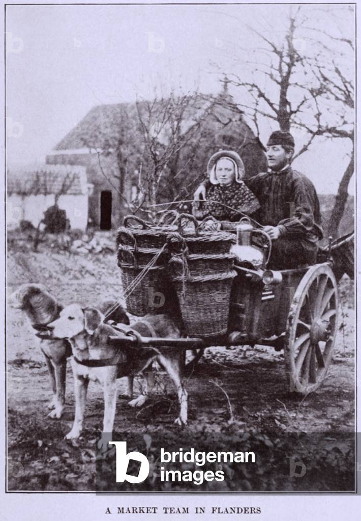 A MARKET TEAM IN FLANDERS. Two dogs about to pull a loaded cart with two adult passengers. c. 1900-1910. belgiumlandofart00grif_0041