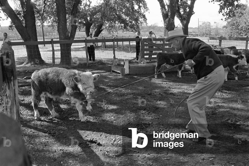 President Lyndon Johnson roping calves at the LBJ Ranch, near Stonewall, Texas. Nov. 20, 1965