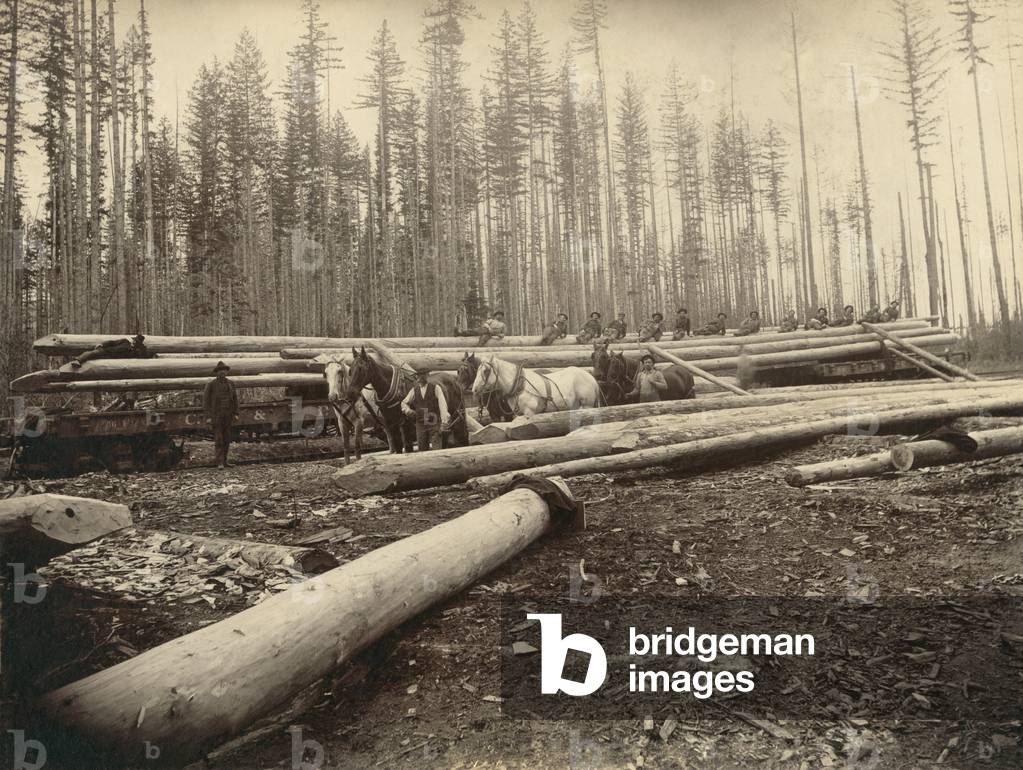 In the Cascade Mountains near Seattle, Washington, workers load 120 foot long logs with sharpened ends, that will become fish trap piles. The piles supported large nets sited on salmon migration routes to gather massive amounts of fish for the canning industry. c. 1899