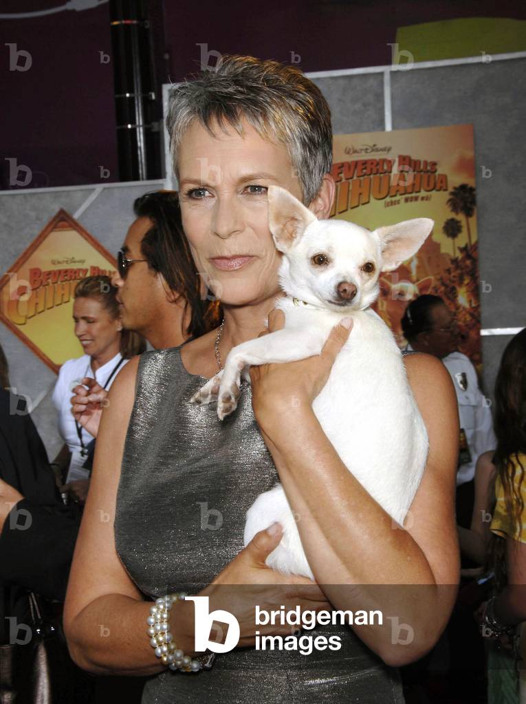 Jamie Lee Curtis, Angel at arrivals for Premiere of BEVERLY HILLS