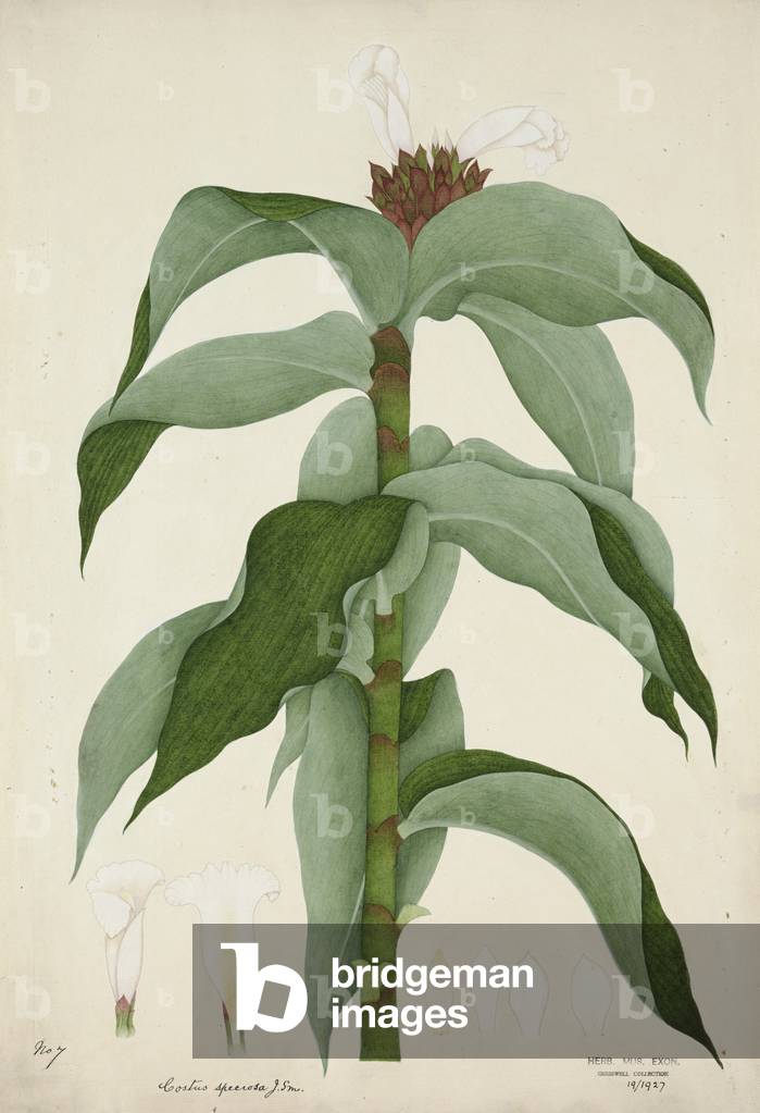 Costus Specrosa J Sm, 1800-10 (w/c on paper)