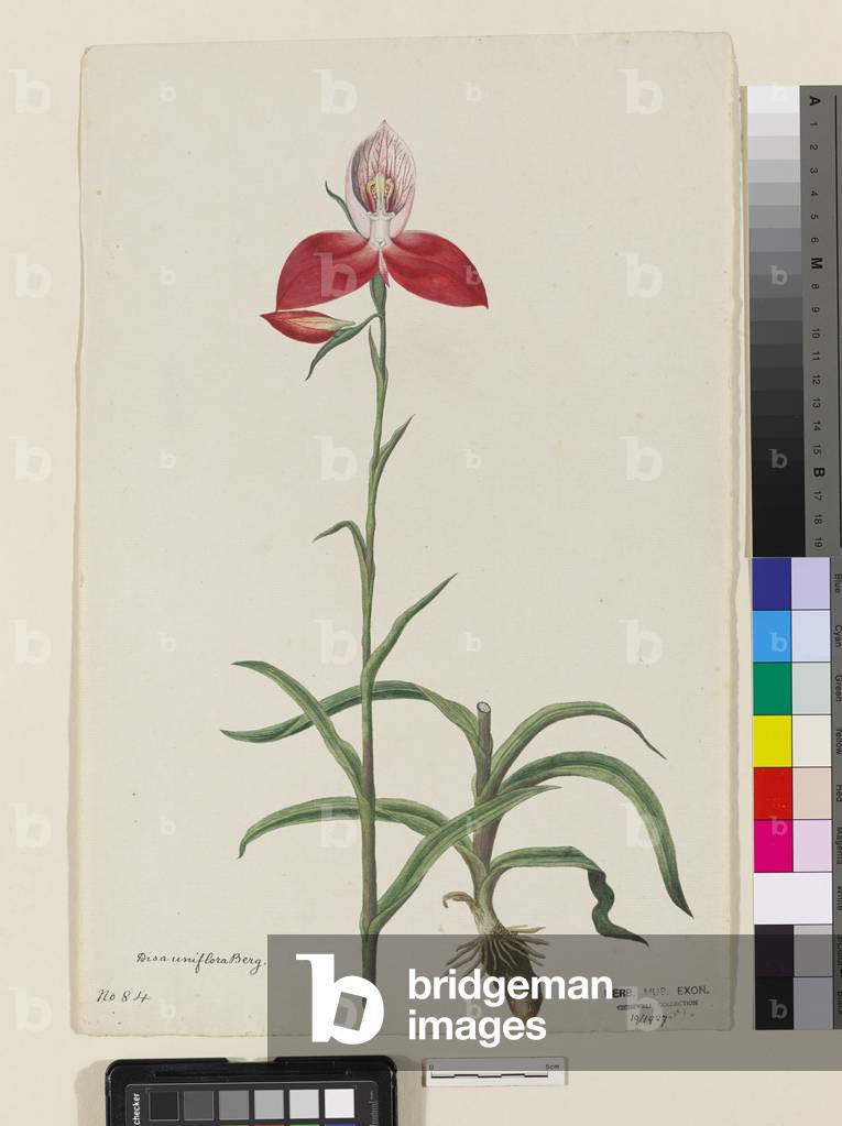 Disa uniflora Berg, 1800-10 (w/c on paper)