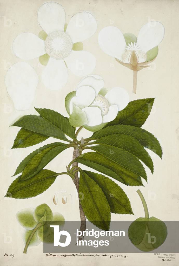 Dillenia, 1800-10 (w/c on paper)